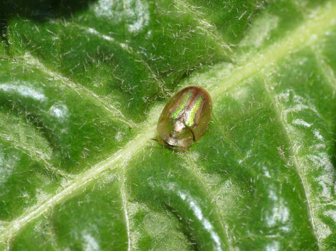 Cassida vittata